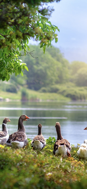 Wild geese, Majestic birds, Flying formations, Nature's beauty HD phone wallpaper
