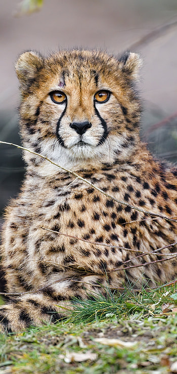 Animal cheetah, Elegance and strength, Captivating wild beauty, African wilderness HD phone wallpaper