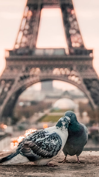 Couple, Pigeons HD phone wallpaper