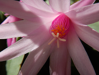 Flower, Macro, Petals, Bloom, Flowering, Cactus HD wallpaper