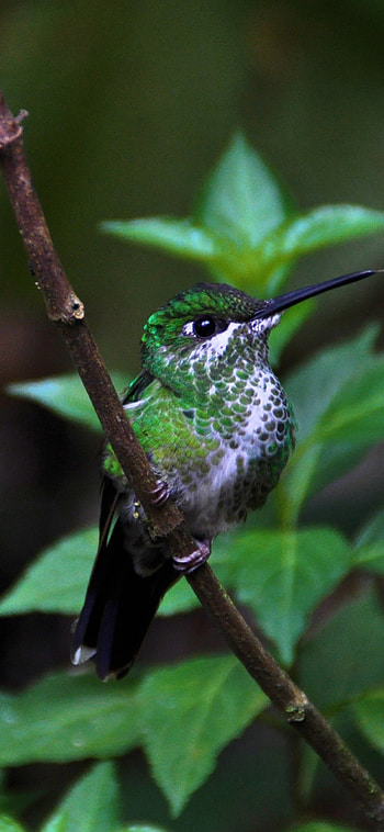 Green-crowned Brilliant, Hummingbirds HD phone wallpaper