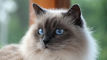 Birman cat , 19153, Cat , Baltana HD wallpaper