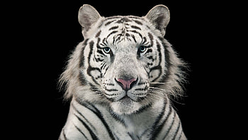 White tiger, animal, white, black, blue eyes, tiger HD wallpaper
