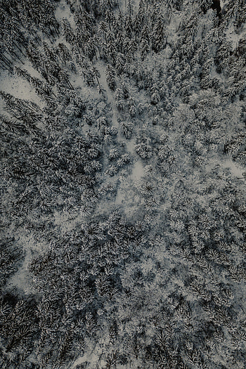 Winter, Nature, Snow, View From Above, Forest HD phone wallpaper
