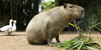 Capybara , background, Cute animal, High-resolution HD wallpaper