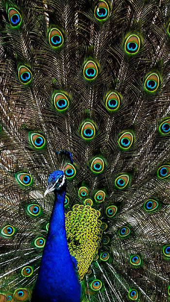 Peacock, Adorable HD phone wallpaper