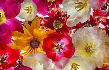 Floral background, background, colorful, pretty, beautiful, flowers, tulips, lovely HD wallpaper
