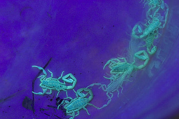 Blue Scorpions, blue, scorpions, ocean, foggy HD wallpaper