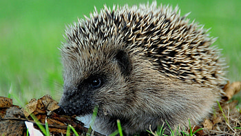 Adorable baby hedgehog, Cute hedgehog , Hedgehog HD wallpaper