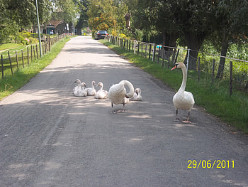 Swans, swan, nature, family, netherlands HD wallpaper