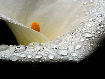 cala, drops, white, flower HD wallpaper