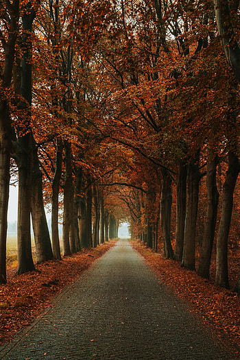 Nature, Trees, Autumn, Alley, Track HD phone wallpaper