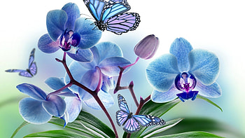 blue orchids, blue, butterflies, still life, art, flowers, spring, beauty, orchids HD wallpaper