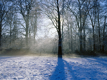 Nature, Snow, Wood, Park, Tree, Shadow, Sunlight HD wallpaper