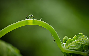 Macro, Sheet, Leaf, Greens, Drop, Sprout HD wallpaper
