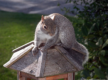 Squirrel Adventure, animal, brown, claws, cute, climb, nature HD wallpaper