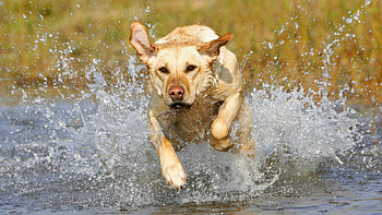 Animals, Dog, Muzzle, Spray, Run Away, Run HD wallpaper