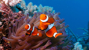 Animals, Sea, Coral, Small Fish, Fishy, Reef, Clown, Actinia, Actinium HD wallpaper