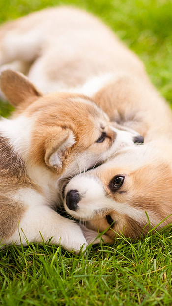 Corgi puppies, Cute backgrounds HD phone wallpaper