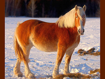 Brown Horse, cool, horse, brown HD wallpaper