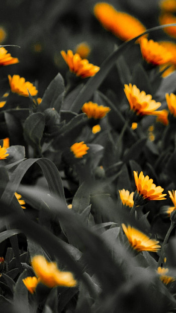 Black And Yellow, Flowers HD phone wallpaper