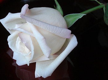 Flowers, Reflection, Flower, Rose Flower, Rose, Bud, Black Background, Snow White HD wallpaper