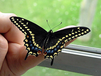 butterfly for Cherie, animal, black, butterfly, graphy, friend HD wallpaper