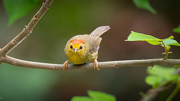 Bird, branch, green, yellow, pasari HD wallpaper