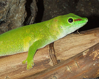 Lizard, animal, a, green HD wallpaper