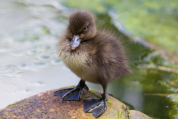 Animals, Kid, Tot, Paws, Duckling HD wallpaper