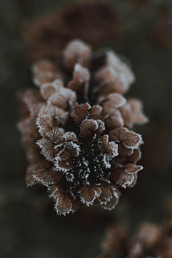 Ice, Macro, Cone, Bump HD phone wallpaper