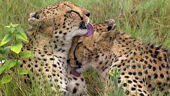 Cheetah, Animal, Cats HD wallpaper