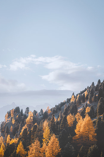 Landscape, Nature, Trees, Mountains, Fog, Slope HD phone wallpaper