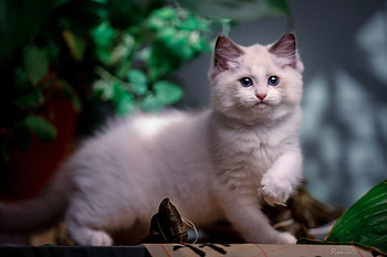 Cat, animal, kitten, kitty HD wallpaper