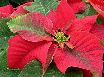 Flowers, Flower, Bright, Color, Poinsettia HD wallpaper