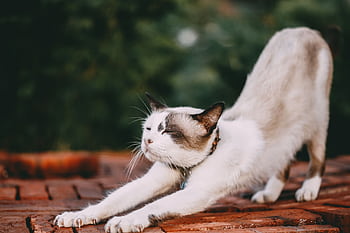 Adorable domestic cat stretching on brick surface in outdoor environment. HD wallpaper