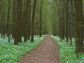 Wild Flowers, , trees, cool, flowers, wild HD wallpaper