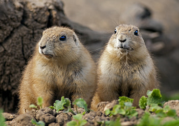 Cannibalistic animals, Terrifying predators, Deadly creatures, Nature's darkness HD wallpaper