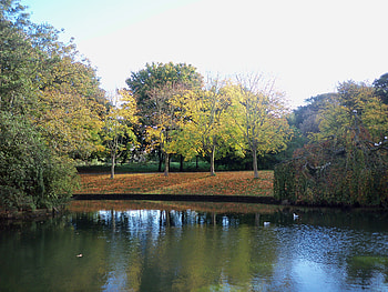 Sefton Park Liverpool, trees, blue sky, golden colours, lake HD wallpaper