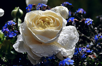 Flowers, Drops, Rose Flower, Rose, Close-Up, Freshness, Forget-Me-Nots HD wallpaper