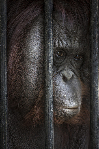 Orphaned and abused, Truth about orangutan tourism, Animal welfare, Protecting wildlife HD phone wallpaper