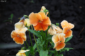 Flowers, Yellow, Beau6, Spring HD wallpaper