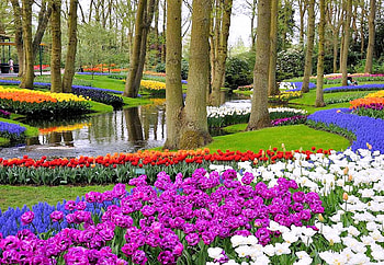Keukenhof Gardens, Netherlands, river, blossoms, trees, flowers, spring, tulips HD wallpaper