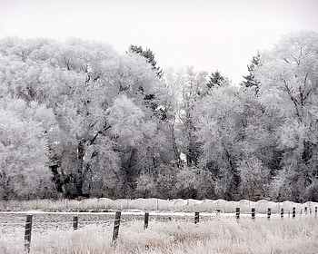 Winter Trees, winter, trees, sky, snow HD wallpaper