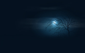 Trees, Background, Night HD wallpaper