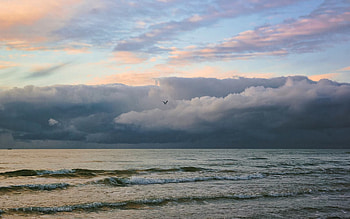 Before Storm, sea, seagull, clouds, Latvia, storm HD wallpaper