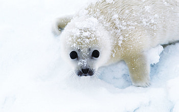 Animals, Snow, Seal, Looks, Belyak, White Hare HD wallpaper