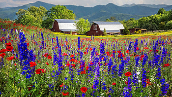 Flowers in Smoky Mountains, North Carolina, wildflowers, hills, barns, field, landscape, usa HD wallpaper