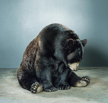 what now?, nature, sitting, bear, animals HD wallpaper