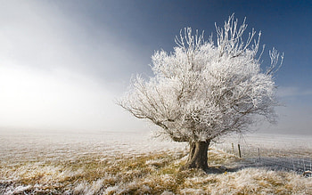 Nature, Wood, Tree, Branches, Branch, Frost, Hoarfrost, Gray Hair, Sleep, Dream, Fencing, Enclosure, Naked HD wallpaper